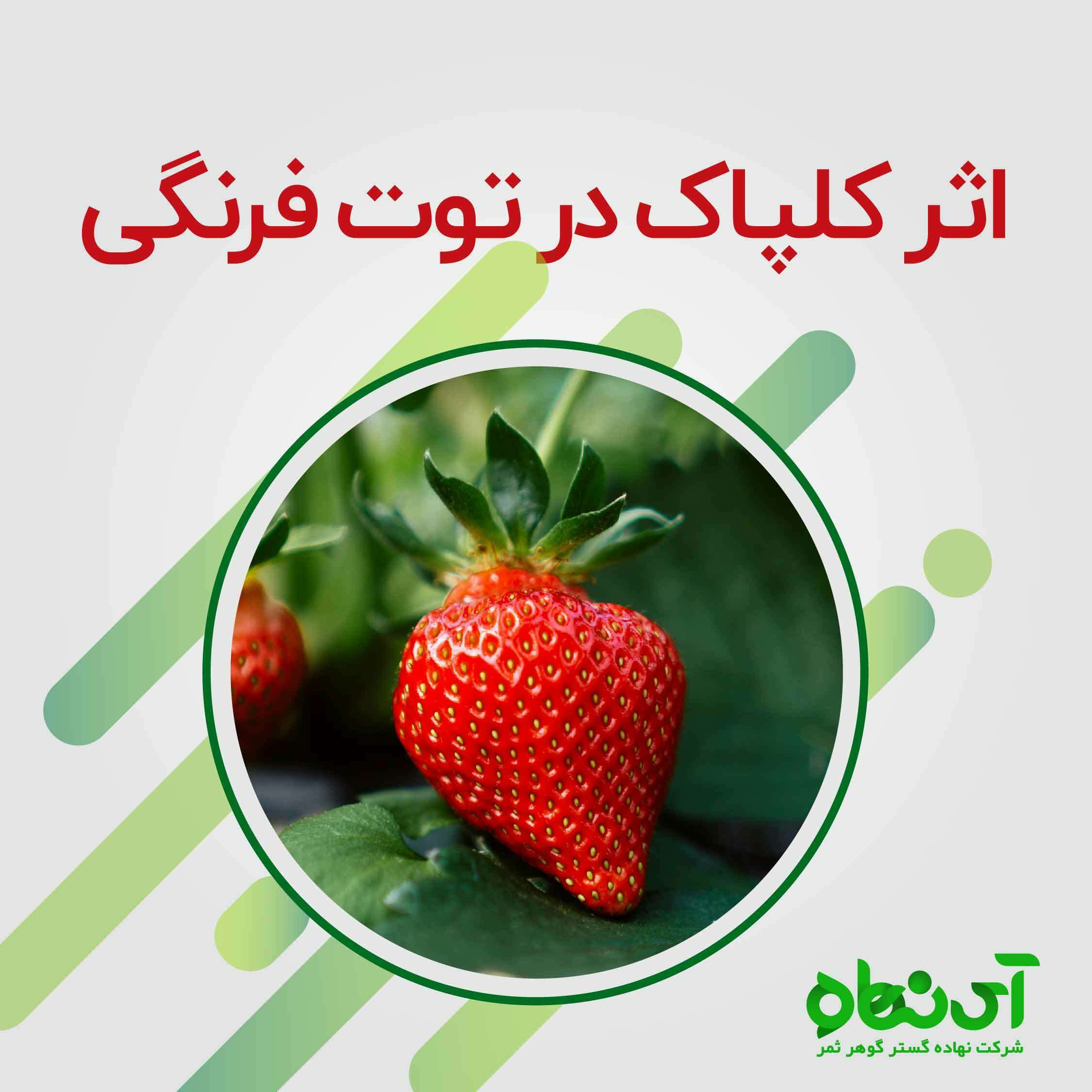 آزمایشات کلپاک روی توت فرنگی 